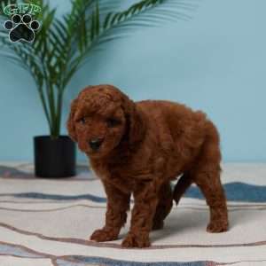 Ellie, Miniature Poodle Puppy